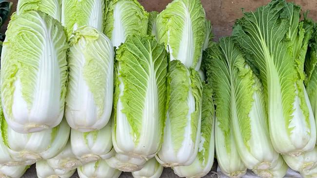 白菜冷庫能儲存多久？白菜冷庫保鮮1-4個月技術(shù)